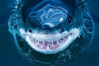 十大外围足球平台app