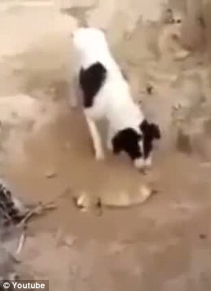 十大外围足球大平台