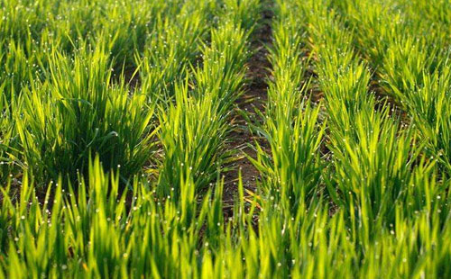 十大外围足球平台app