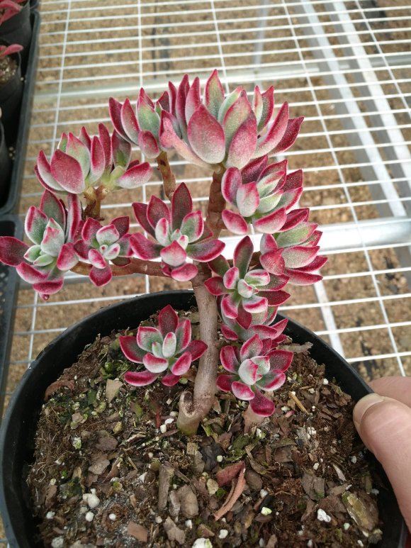 十大外围足球平台app