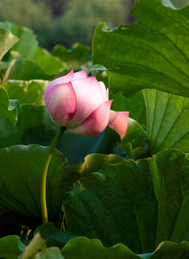 十大外围足球平台app-350件艺术品拍出1147万元(图1) 十大外围足球大平台