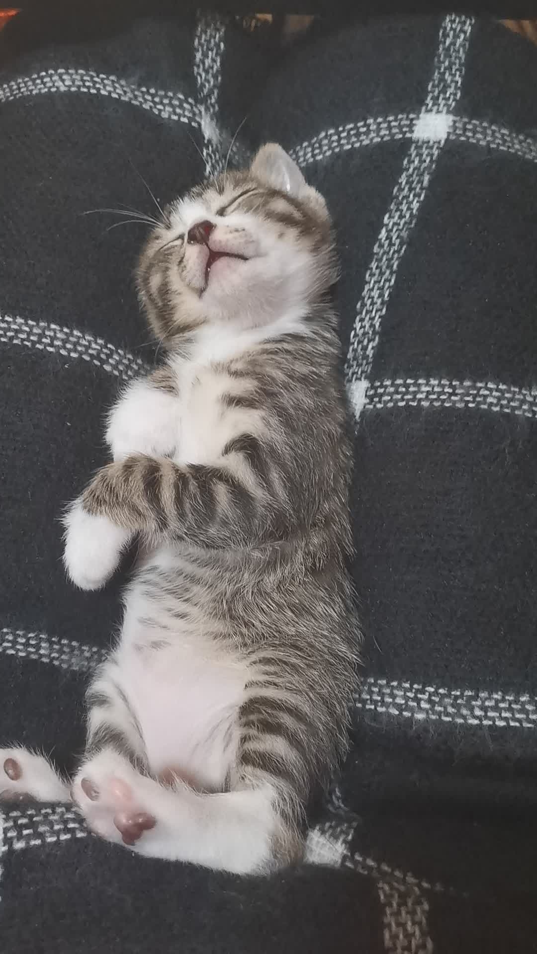 你霸道的样子,酷极了|十大外围足球平台app手机版(图1) 十大外围足球大平台