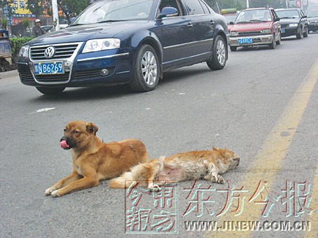 苏有朋量头围怎么回事 现场十分搞笑跟雷佳音比谁的大‘十大外围足球平台app手机版’(图1) 十大外围足球平台app